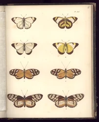 Schmetterlinge, Tafel XLI, Illustration aus „Recueil d